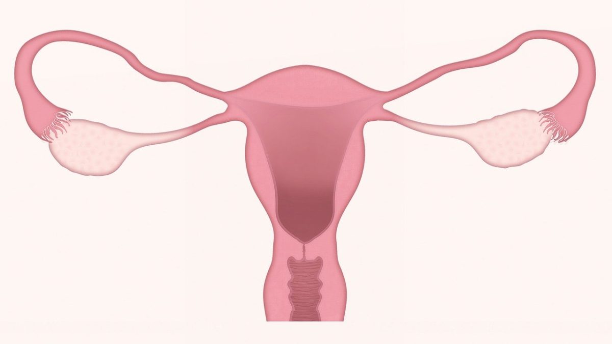 Uterus and Ovary illustration.
