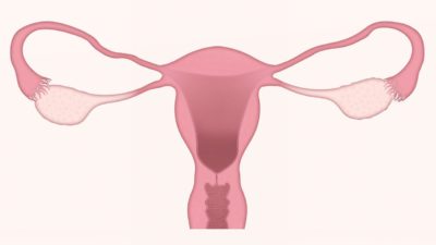 Uterus and Ovary illustration.